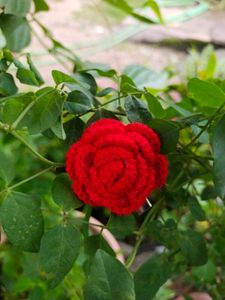 Red Rose Hair Clip