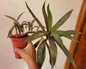 Set 2 Zabronics &amp; Moses In The Cradle Plants