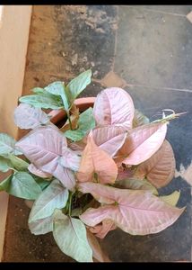 Combo Of 5 Plants