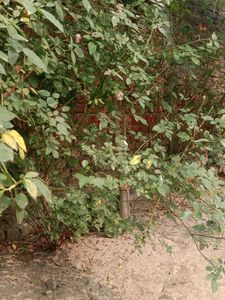 Gulab Ka Phool White