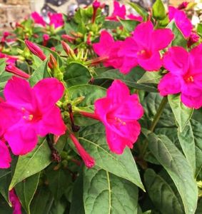 4&#39;०Clock 🟪Pink Flower Plants Seeds