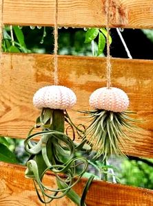 Rare Shells - Artistic Style - Home Decor