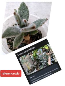 Assorted Combo Secculents N Cactus Offer