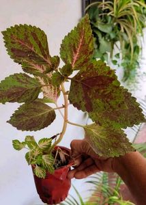 Set 3 Heart' Purple 💜 &amp; Pandanus&amp; Colous Plant