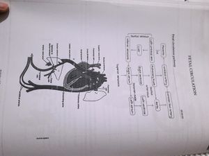 Anatomy Marrow EDITION 5 Notes ( For NEET PG!!)