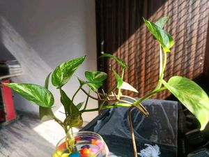 Dear Shape Stand And Pot...