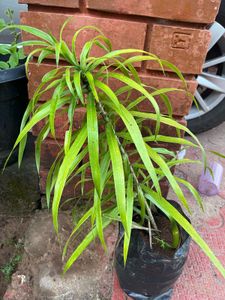 Dracaena Plant