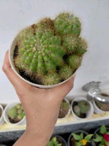 Cactus 🌵 Plants