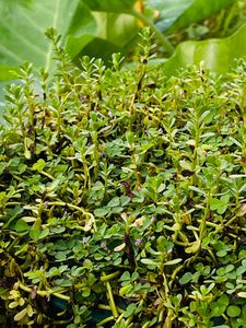 Brahmi
