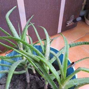 Live Aloevera Without Pot