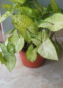 Syngonium Podophyllum Arrowhead Love The Nature