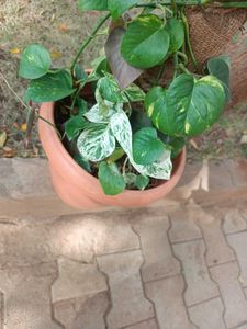 money plant , philendron, monstera plan