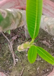 Champaplant/Magnolia champaca/Champak Ste