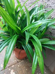 Biriyani Plant /Pandanus amaryllifolius With Roots