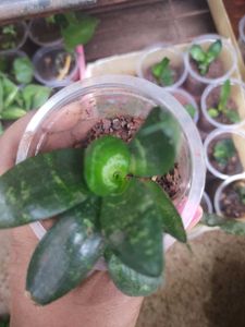 Snake Plant