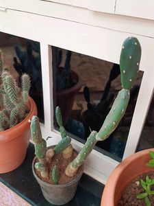 White Cactus Plant With Buds