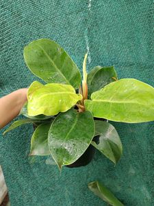 Philodendron Moonshine Plant