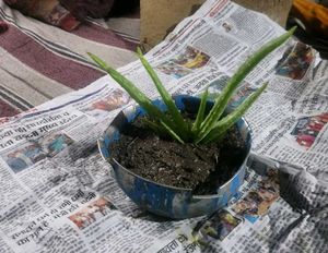 Aloe Vera Plants Original