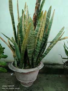 Sansevieria Indoor Plant And Plumeria Alba