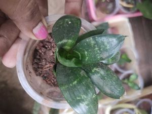 Snake Plant