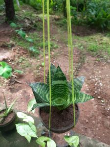 Snake Plant(Outdoor Plant)