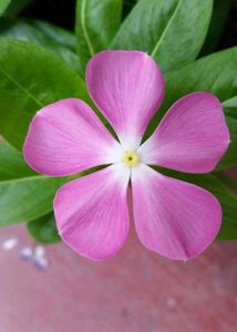 VINCA FLOWER PLANT WITH ROOTS