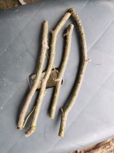 Giloy Natural Plants