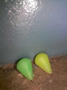 Spinning Top Latuu