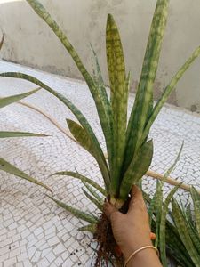Combo Of Live Snake Plant -2 And Seeds