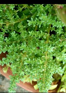 Combo for @thriftstore