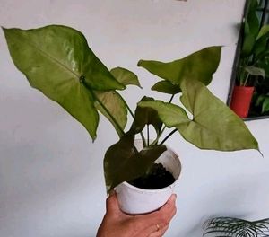 Evergreen Arrowhead Plant 🌵 &amp; Pot