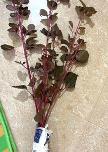 Iresine Plant