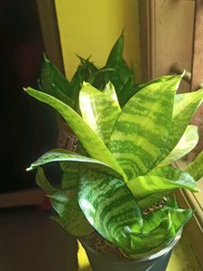 Snake Plant - Easy Indoor Plan