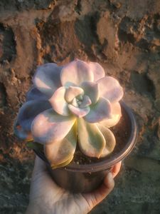 Graptoveria Purple Delight
