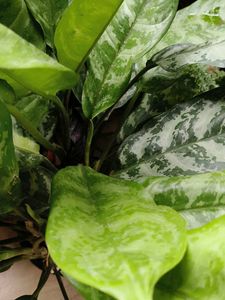 Combo plants for @sshopee