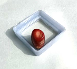 Real Red Coral