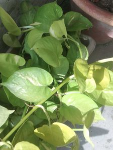 Golden Pothos - Easy Indoor Plant