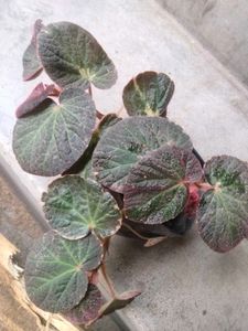 Assorted 4 varieties set offer