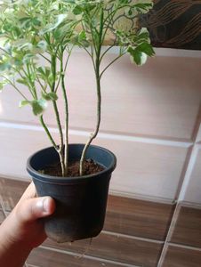 Varigated Aralia With Pot