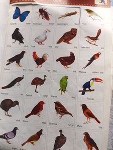 School Projects Informative Cutouts Book