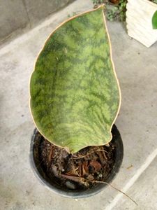 Snake Plant Variety Pack