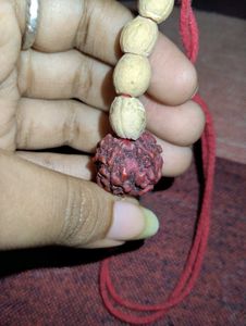 Rudraksha (Panchamukhi)