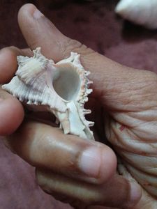 free delivery (Rare( Unique Murex )Seashell
