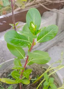 Sadabahar Plant ,/Catharanthus roseus