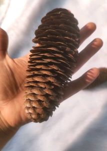 3 Pine Cones