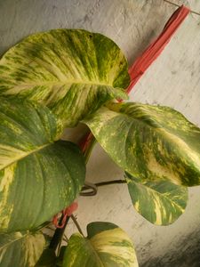 Big Size Leaf Money Plant Cutting