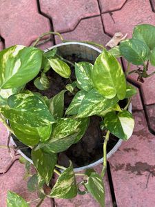 Pothos Verigated Money Plant