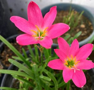 Pink Rain Lily