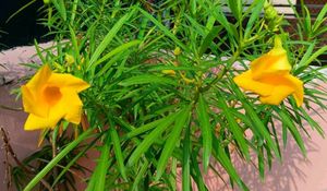 Yallow Seeds