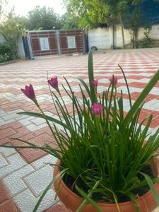 Plants